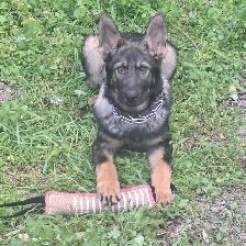 CKC Reg. German Shepherd puppies for Sale (on parle le FRANCAIS - Photo 6