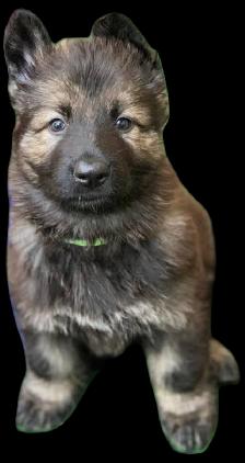 CKC Reg. German Shepherd puppies for Sale (on parle le FRANCAIS - Photo 7