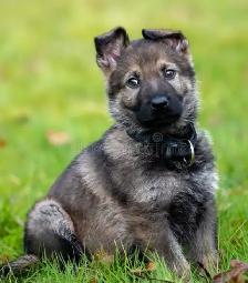 CKC Reg. German Shepherd puppies for Sale (on parle le FRANCAIS - Photo 8