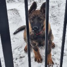 CKC Reg. German Shepherd puppies for Sale (on parle le FRANCAIS - Photo 9