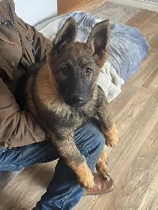 CKC Reg. German Shepherd puppies for Sale (on parle le FRANCAIS - Photo 10