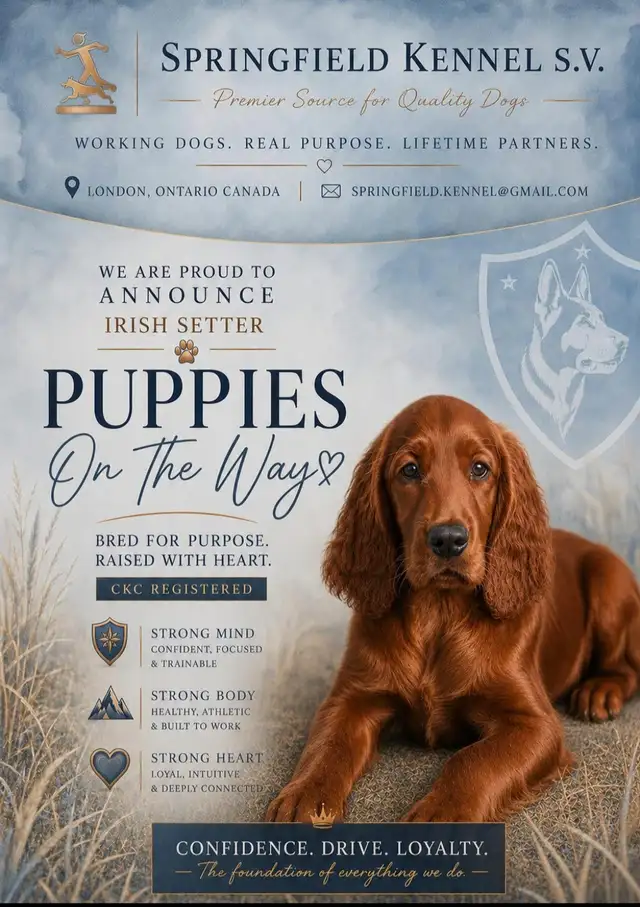 CKC Reg. Irish Setter red puppies for Sale (on parle le FRANCAIS