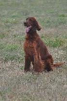CKC Reg. Irish Setter red puppies for Sale (on parle le FRANCAIS - Photo 3