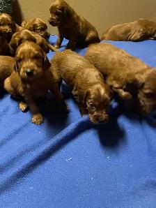 CKC Reg. Irish Setter red puppies for Sale (on parle le FRANCAIS - Photo 4