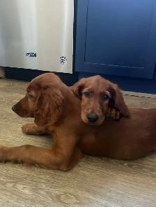 CKC Reg. Irish Setter red puppies for Sale (on parle le FRANCAIS - Photo 6