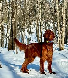 CKC Reg. Irish Setter red puppies for Sale (on parle le FRANCAIS - Photo 7