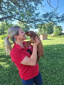 CKC Reg. Irish Setter red puppies for Sale (on parle le FRANCAIS - Photo 8