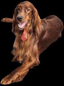 CKC Reg. Irish Setter red puppies for Sale (on parle le FRANCAIS - Photo 9