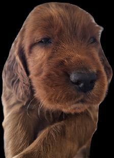 CKC Reg. Irish Setter red puppies for Sale (on parle le FRANCAIS - Photo 10