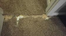 Carpet Repair, POWER Stretching,installation and more... - Photo 9