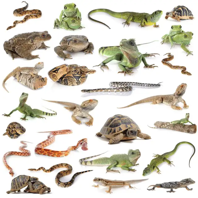 LOOKING for any reptiles in need of a HOME!