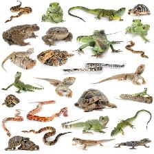 LOOKING for any reptiles in need of a HOME!