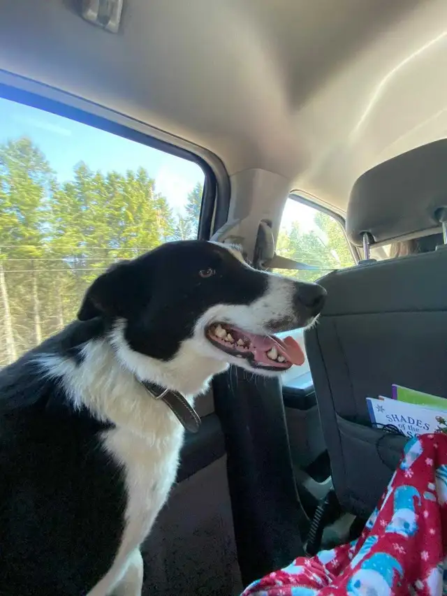 Border Collie