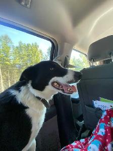 Border Collie