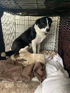 Border Collie - Photo 3