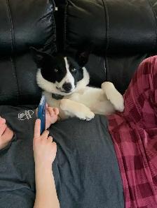 Border Collie - Photo 4