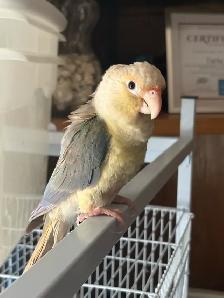 Last 2 Yellowsided turquoise conures handfed ❤️ - Photo 2