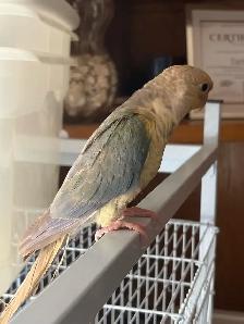 Last 2 Yellowsided turquoise conures handfed ❤️ - Photo 3