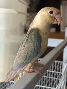 Last 2 Yellowsided turquoise conures handfed ❤️ - Photo 4