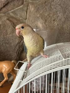 Last 2 Yellowsided turquoise conures handfed ❤️ - Photo 5