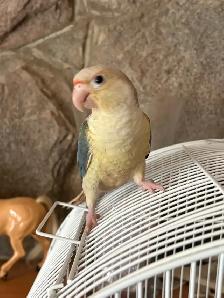 Last 2 Yellowsided turquoise conures handfed ❤️ - Photo 6