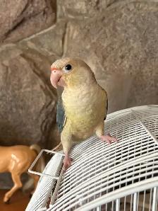 Last 2 Yellowsided turquoise conures handfed ❤️ - Photo 7