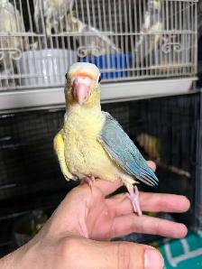 Last 2 Yellowsided turquoise conures handfed ❤️ - Photo 8