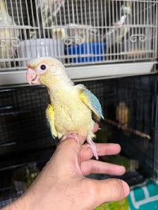 Last 2 Yellowsided turquoise conures handfed ❤️ - Photo 9