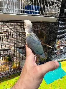 Last 2 Yellowsided turquoise conures handfed ❤️ - Photo 10