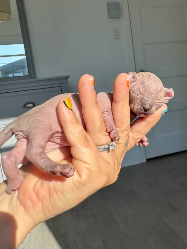 SPHYNX Dwelf