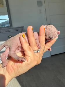 SPHYNX Dwelf