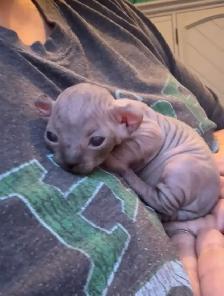 SPHYNX Dwelf - Photo 2