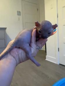 SPHYNX Dwelf - Photo 3