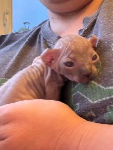 SPHYNX Dwelf - Photo 5