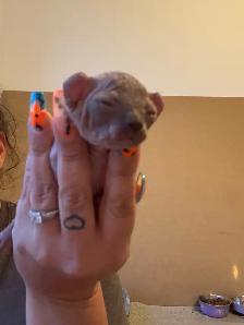 SPHYNX Dwelf - Photo 6