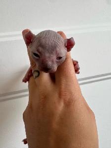 SPHYNX Dwelf - Photo 7