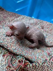 SPHYNX Dwelf - Photo 8