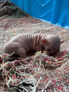 SPHYNX Dwelf - Photo 9