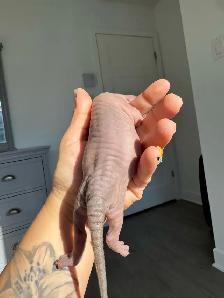 SPHYNX Dwelf - Photo 10