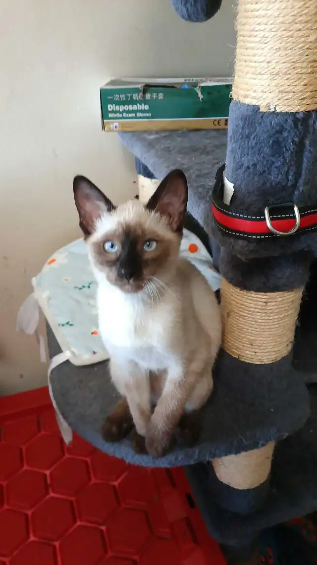 LAST FEMALE SIAMESE