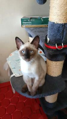 LAST FEMALE SIAMESE