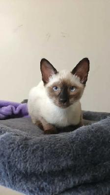 LAST FEMALE SIAMESE - Photo 2
