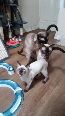 LAST FEMALE SIAMESE - Photo 3