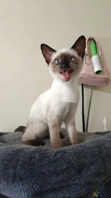 LAST FEMALE SIAMESE - Photo 4