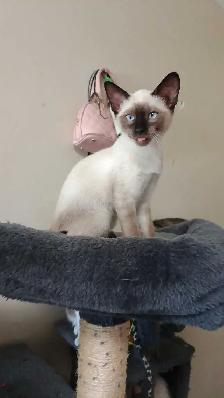 LAST FEMALE SIAMESE - Photo 5