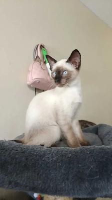 LAST FEMALE SIAMESE - Photo 6