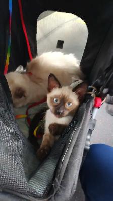LAST FEMALE SIAMESE - Photo 7