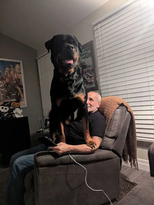 Male Rottweiler for stud