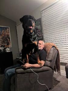 Male Rottweiler for stud