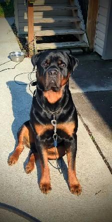 Male Rottweiler for stud - Photo 2